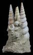 Fossil Gastropod (Haustator) Cluster - Damery, France #56387-2